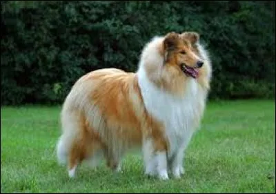 Quelle est la race de chien présentée sur la photo ?