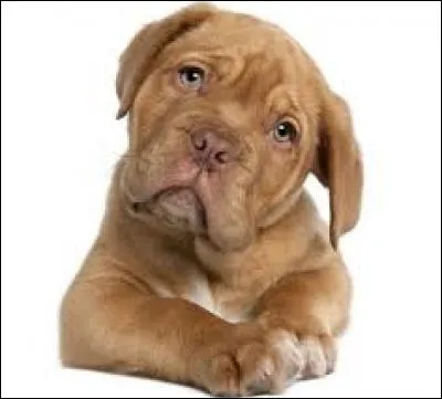 Comment dit-on le mot "chien" en allemand ?