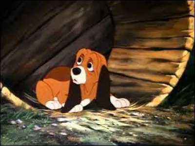 Quelle est la race de Rouky le chien dans le film de Disney "Rox et Rouky" ?