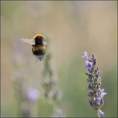 De quelles fleurs particuli&egrave;rement odorantes mais aussi tr&egrave;s mellif&egrave;res s'envole ce bourdon ?