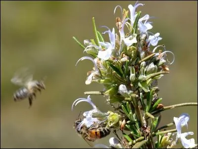 Quelle plante para&icirc;t ici particuli&egrave;rement appr&eacute;ci&eacute;e par ces abeilles ?