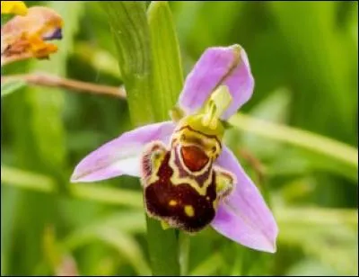Quelle plante est d&eacute;guis&eacute;e en insecte pour attirer les abeilles, de pr&eacute;f&eacute;rence les m&acirc;les qui vont se sentir abus&eacute;s !?