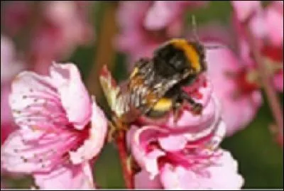 Un bourdon sur des fleurs d'arbre fruitier.