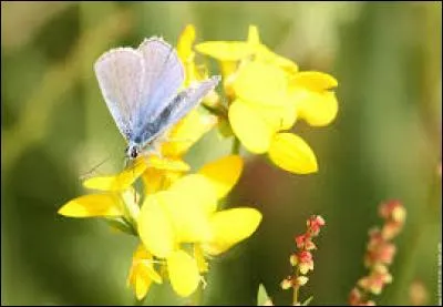 Entre papilionac&eacute;es soleil et bel azur&eacute; l'entente est parfaite !