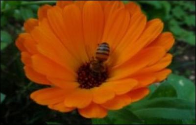 Quelle fleur officinale est visitée par une abeille ?
