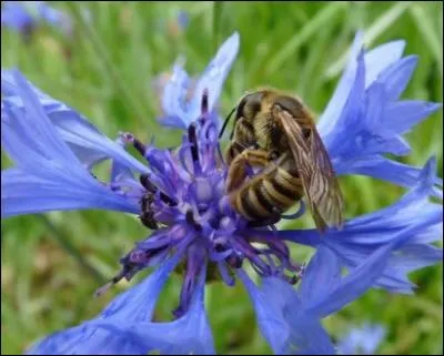 Une fort jolie association entre l'abeille et le -----.