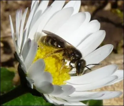 Un fort beau contraste form&eacute; par les couleurs sombres de l'abeille butinant la blanche ----.
