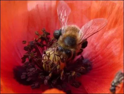 Au c�ur d'une tourmente rouge !