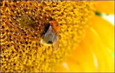 O&ugrave; est pos&eacute; le bourdon ?