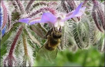 Quelle plante a pour h&ocirc;te cette abeille ?