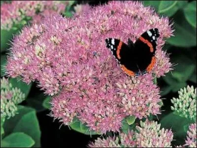 Un papillon sur la riche inflorescence ----.