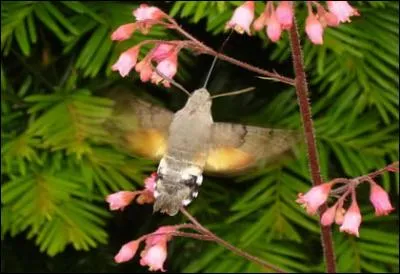 Quelques fleurs d&eacute;licates qui ont fait le d&eacute;sespoir des peintres pour un papillon artiste, le Sphinx.