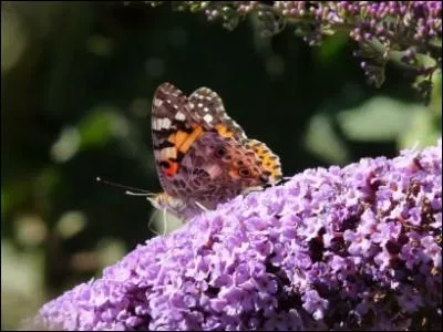 O&ugrave; butine ce papillon Vanessa ?