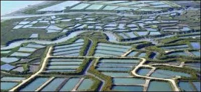 Principal centre d'affinage et de production d'huîtres d'Europe, il se distingue par ses paysages de marais largement ouverts sur l'océan, ses ports ponctués de cabanes en bois traditionnelles et ses « claires » d'affinage. C'est :