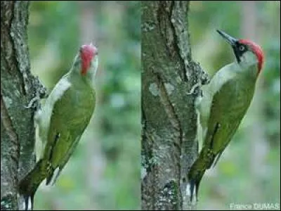 Quel oiseau voyez-vous sur la photo ?