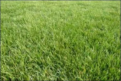 Dans quel sport parle-t-on de "Green" pour désigner une partie du terrain ?