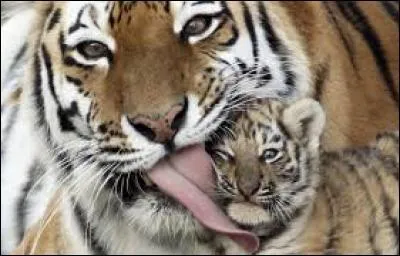 Combien de bébés peut-avoir une tigresse en une gestation ?