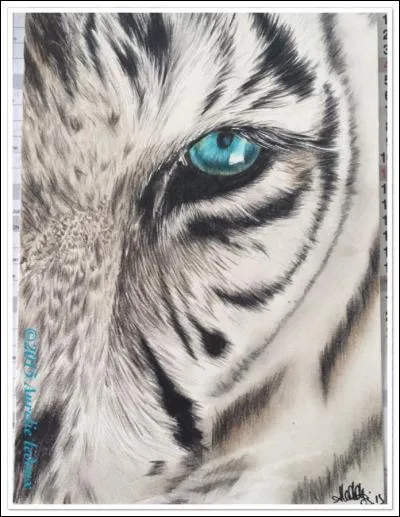 Qui a l'oeil du tigre ?