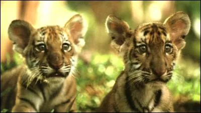 Qui a réalisé "Deux frères" ?