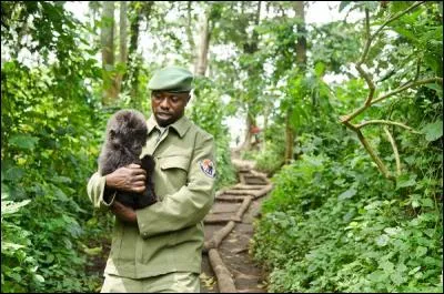 Identifie le primate de la photo !