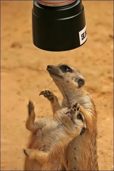 C'est en Afrique que tu peux les voir !