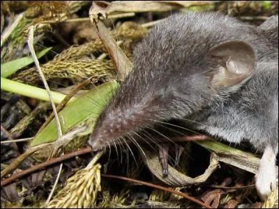 Elle est obligée de manger sans arrêt, deux heures sans nourriture et c'est la mort !