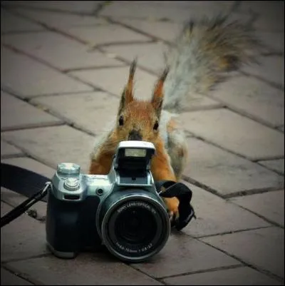 Il ne te reste plus qu'à trouver le nom de ce petit animal, et tu auras fini !
