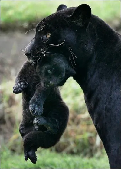 Il vit en Afrique et en Asie !