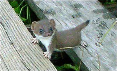 J'entends le loup, le renard et ...