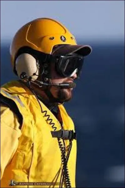 On les appelle les chiens jaunes, ils sont :