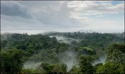 Qu'appelle-t-on la canopée dans la forêt amazonienne ?