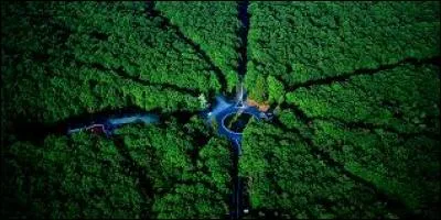 Dans quel département peut-on se balader dans la forêt de Tronçais ?
