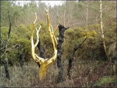 Quelle forêt entretient la légende de l'Arbre d'Or ?