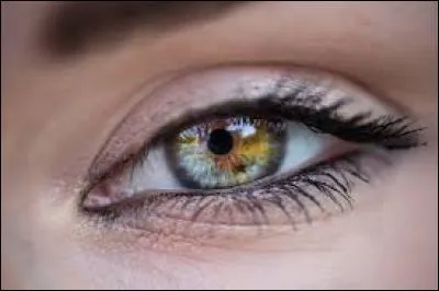 Nous clignons des yeux pour renvoyer de la batterie au cerveau.