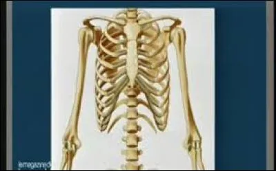 Combien l'être humain a-t-il de paires de côtes ?