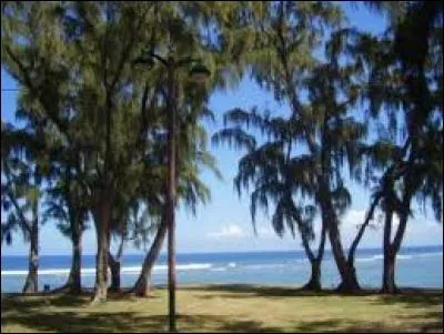 C'est un arbre d'origine australienne qui borde de nombreuses plages des îles de l'océan Indien. Capable de coloniser des sols très pauvres en éléments minéraux. Il peut être fortement taillé sans souffrir. C'est :