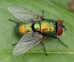 Quiz Insectes