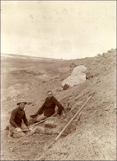 Barnum Brown nomme plusieurs dinosaures tels que le Kritosaurus ou l'Ankylosaurus. Quel autre dinosaure nomma-t-il ?