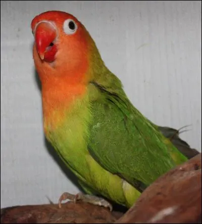 Comment se nomme cet oiseau ?