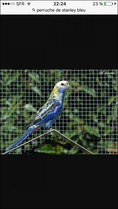 Comment se nomme cet oiseau ?