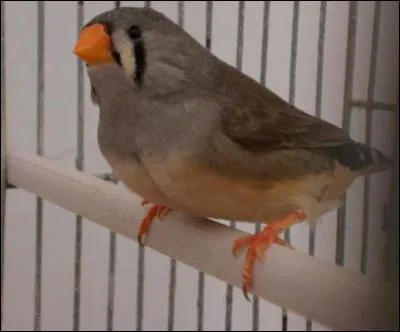 Ce diamant mandarin est-il un m&acirc;le ou une femelle ?