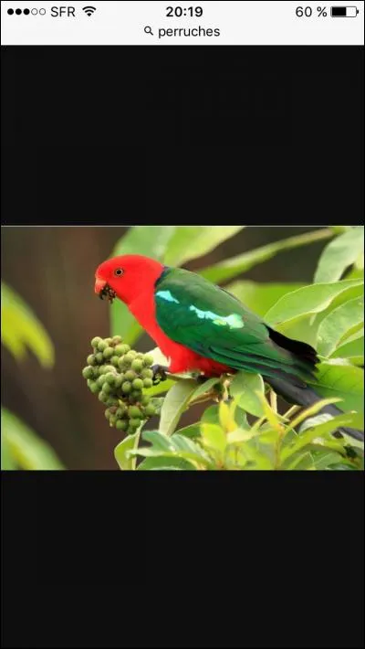 Quel est cet oiseaux ?