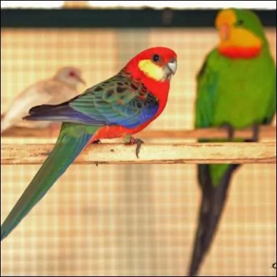 Quel est cet oiseau ?