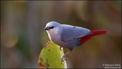 Comment se nomme cet oiseau ?