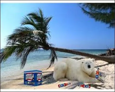 Quelle marque de bière arbore un ours polaire sur ses étiquettes ?