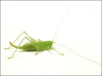 Je peux être de couleur verte ou bien de couleur marron.