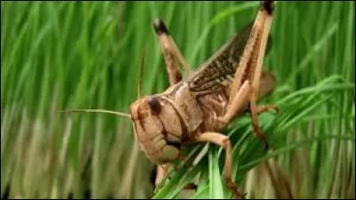 Mes antennes sont toujours plus courtes que mon corps.