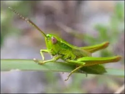 Je stridule (chante) en frottant mes ailes entre elles.