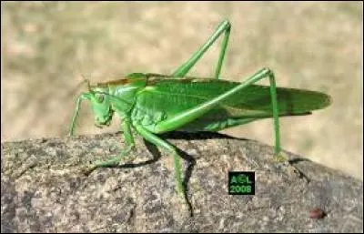 Je me nourris exclusivement de végétaux.