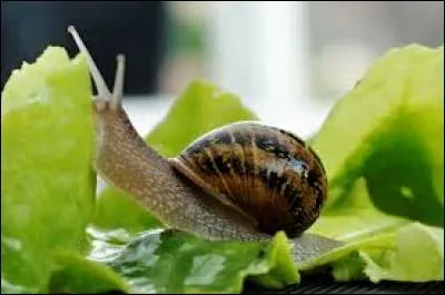 Sous-espèce d'escargot très répandu sur la façade atlantique française, il est devenu l'un des symboles des Charentais qui en sont les premiers producteurs français. En terme local charentais, on le nomme :